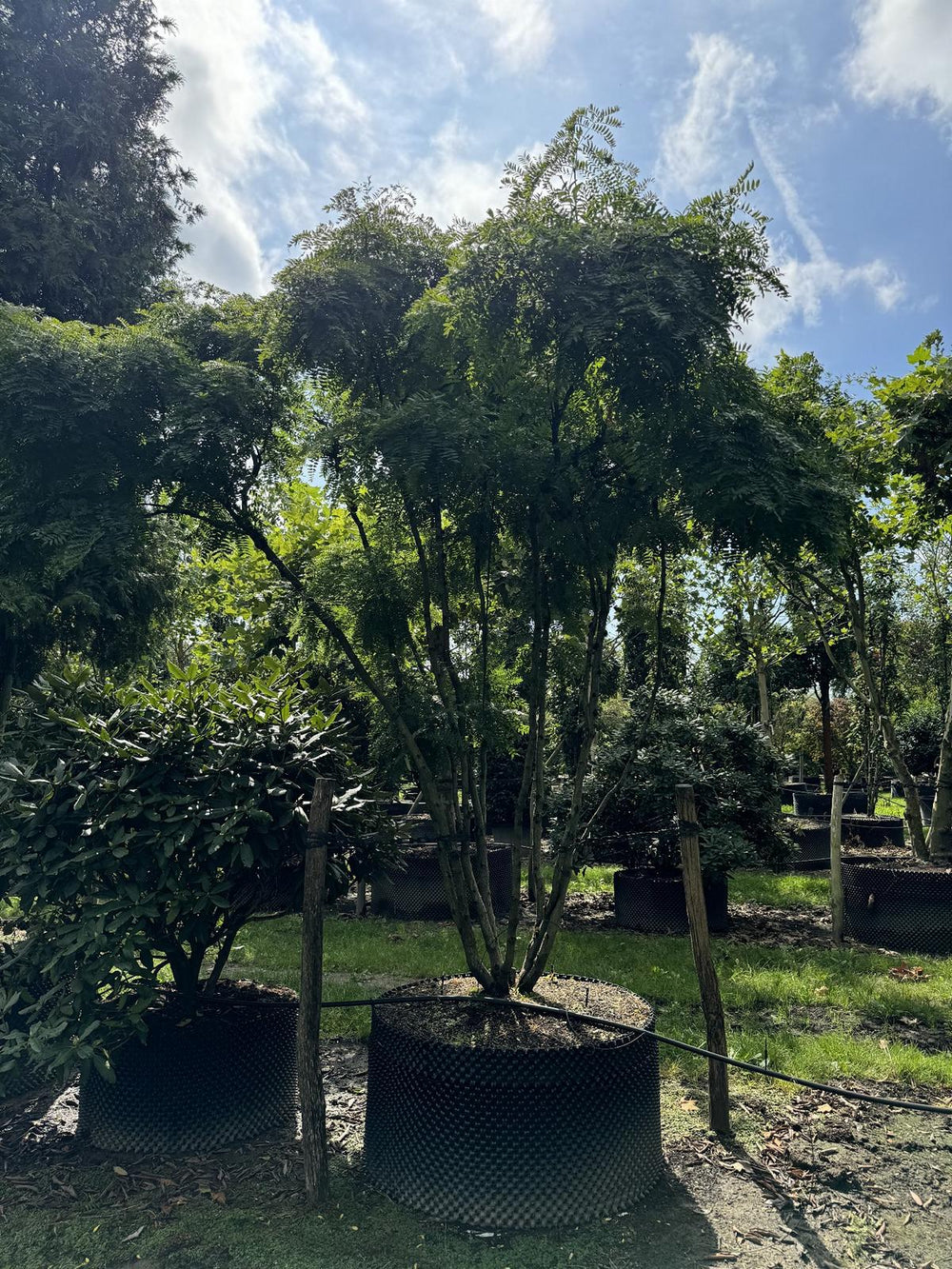 Gleditsia triacanthos 'Skyline' Dachform