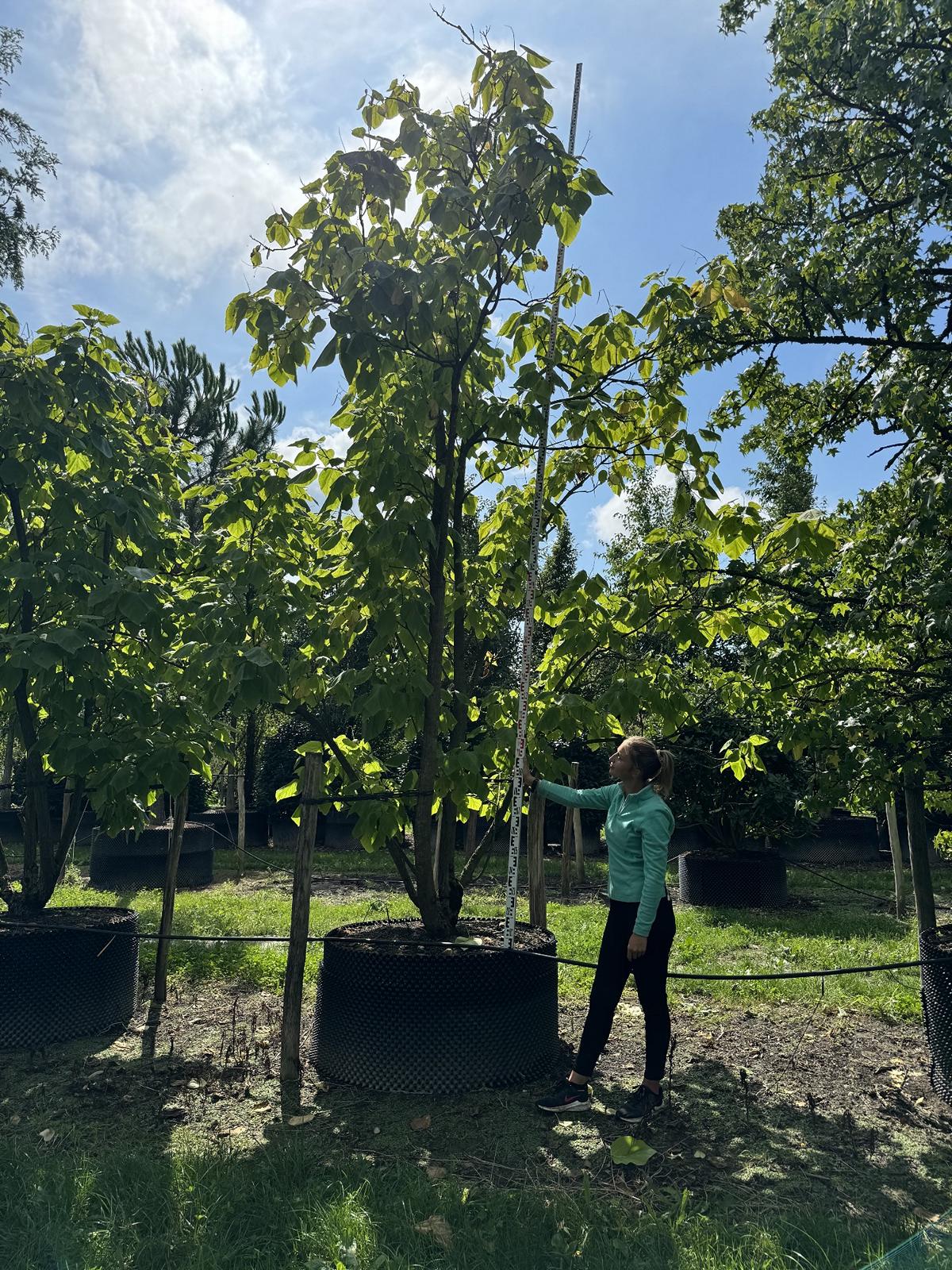 Catalpa bignonioides 'Aurea'