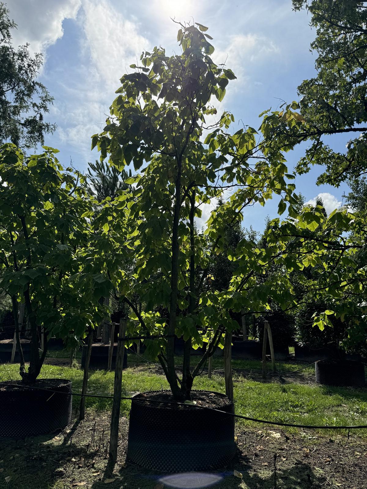 Catalpa bignonioides 'Aurea'