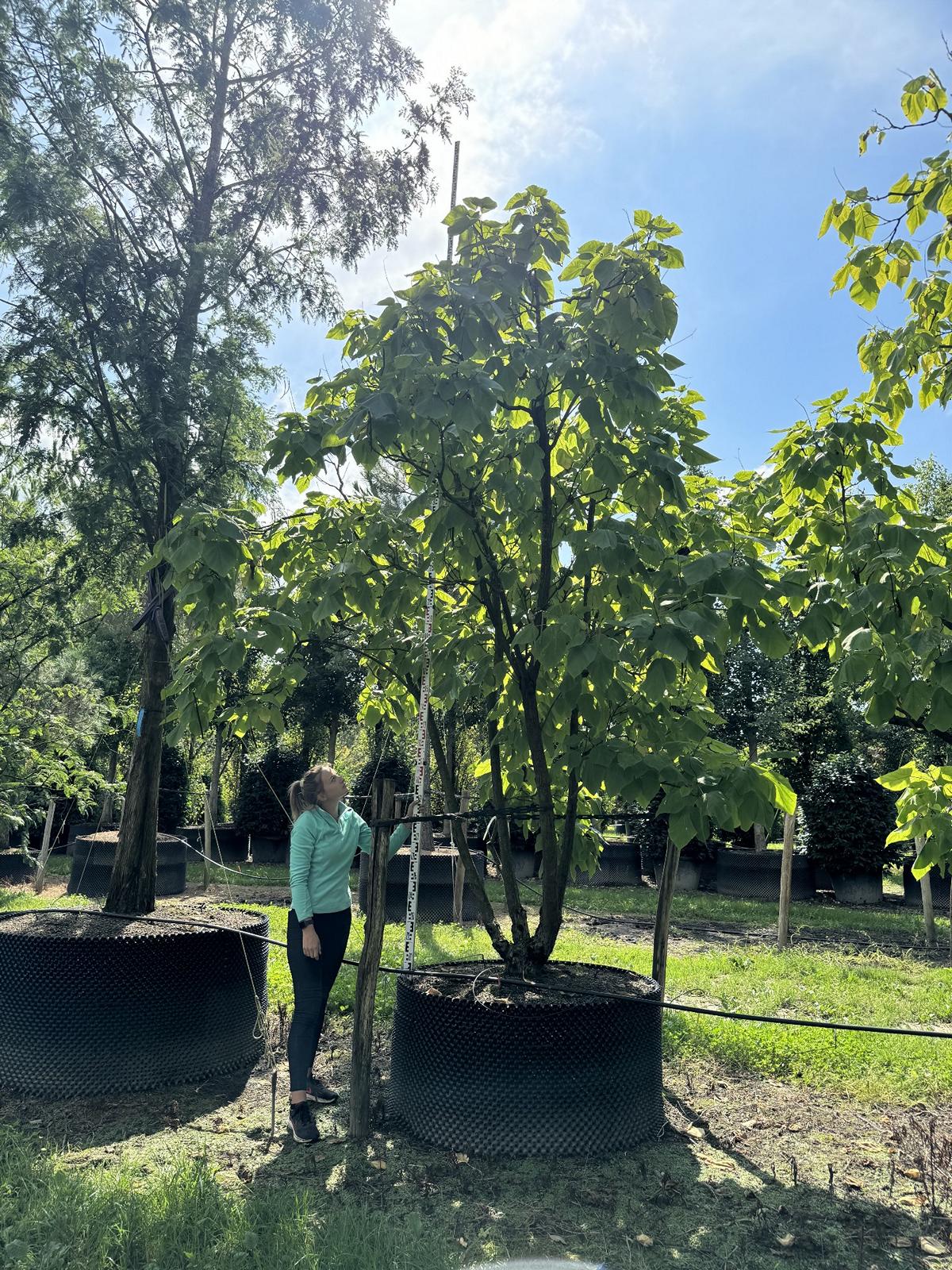 Catalpa bignonioides 'Aurea'