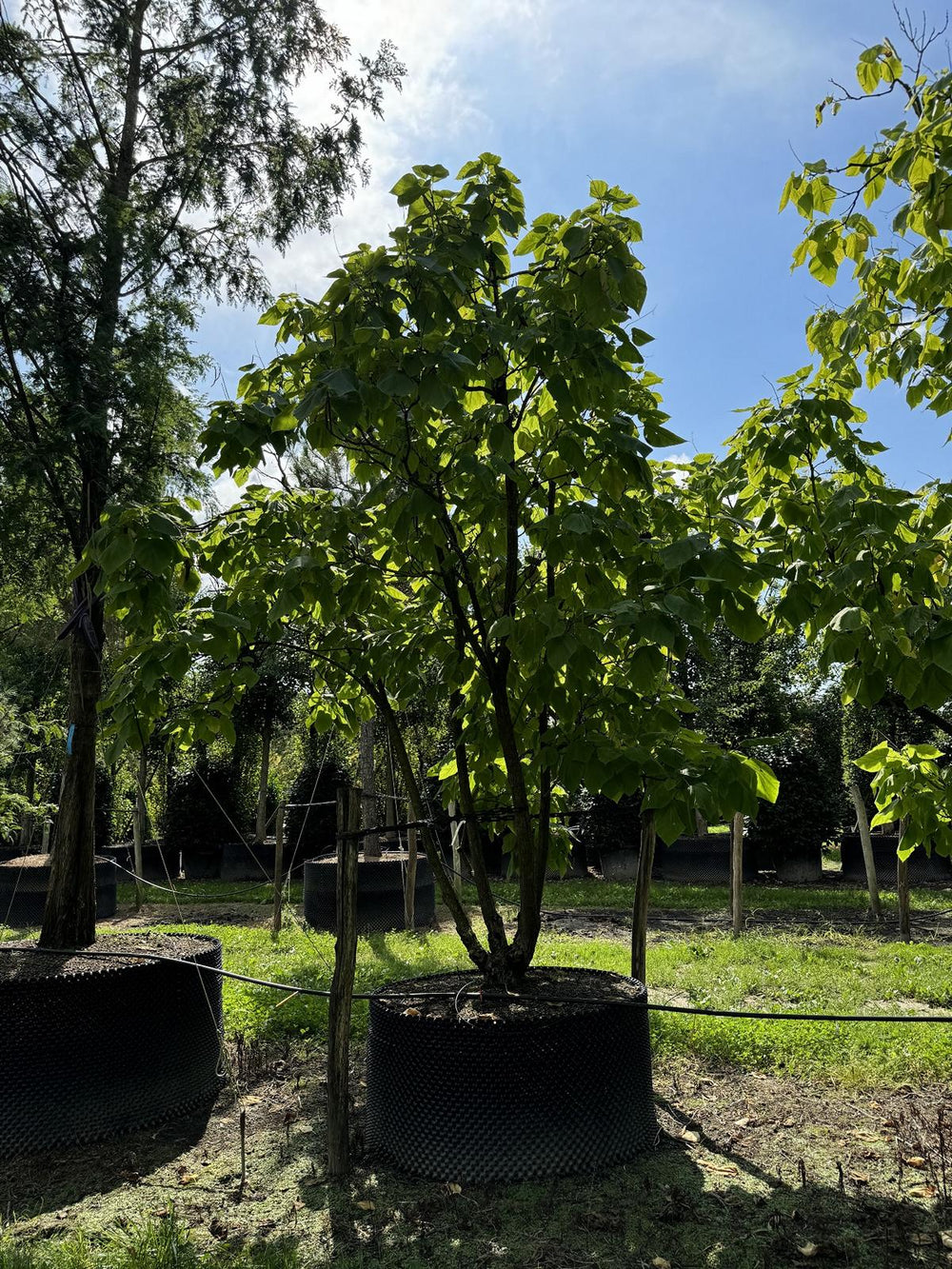 Catalpa bignonioides 'Aurea'