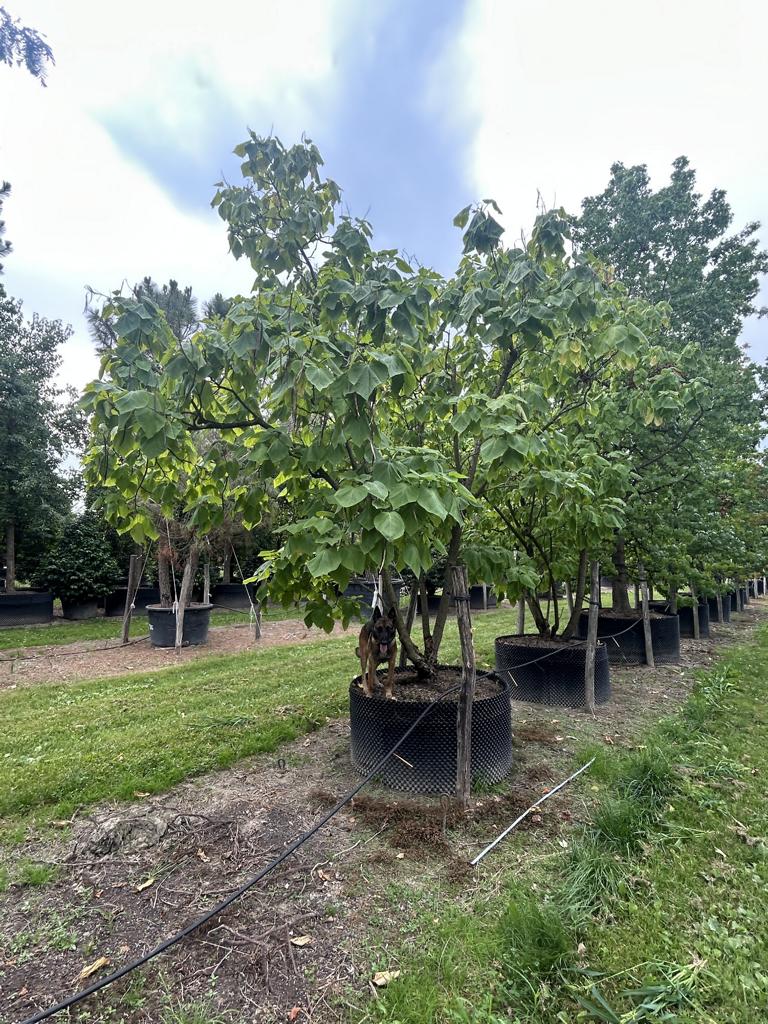 Catalpa bignonioides 'Aurea'
