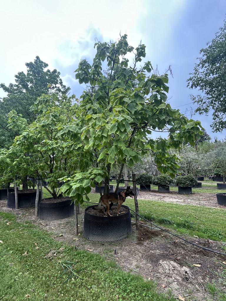 Catalpa bignonioides 'Aurea'