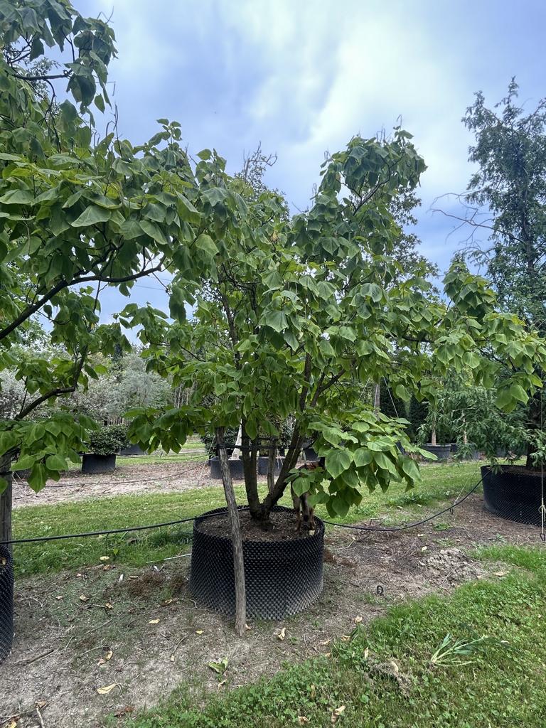 Catalpa bignonioides 'Aurea'