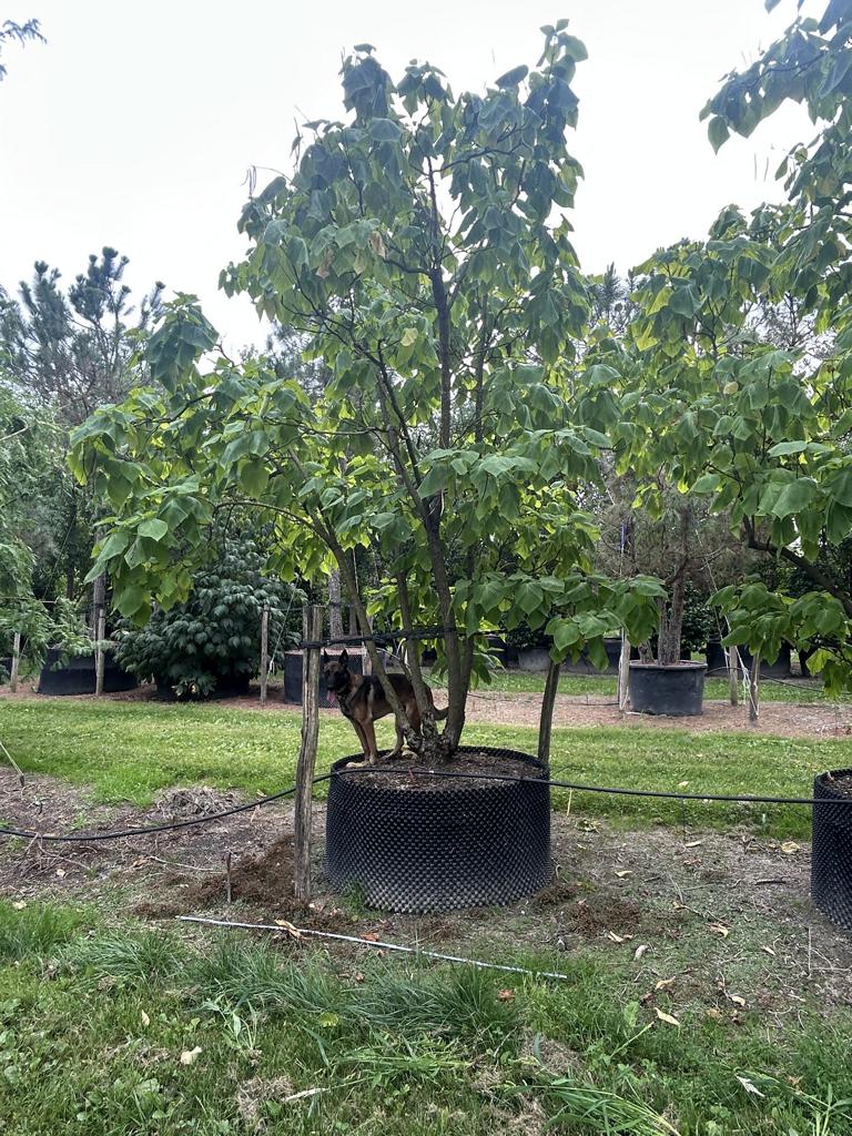 Catalpa bignonioides 'Aurea'
