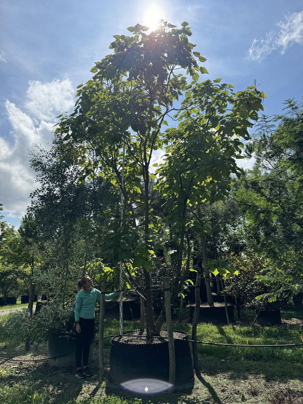 Catalpa bignonioides