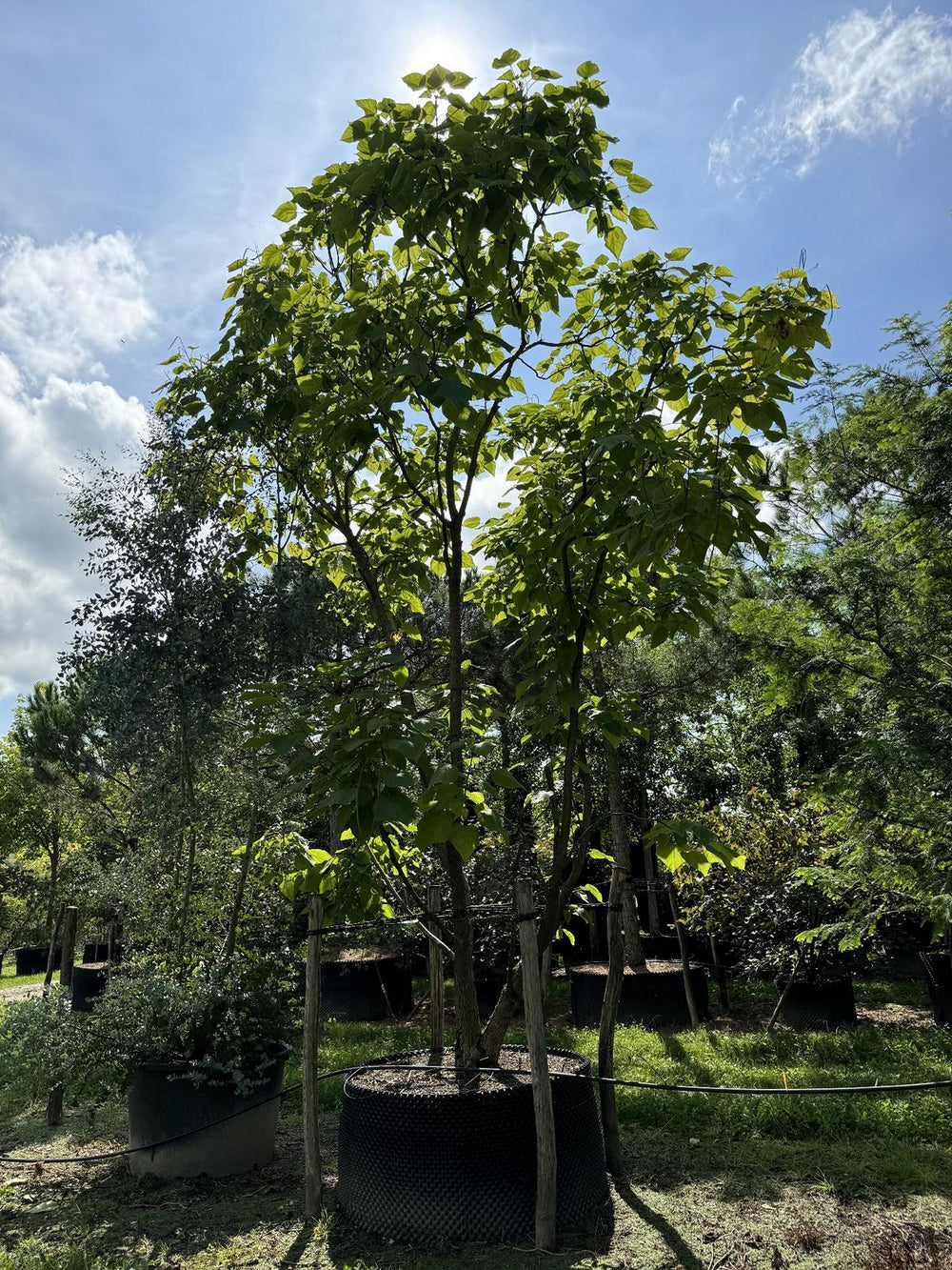 Catalpa bignonioides