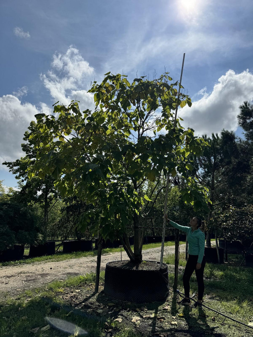 Catalpa bignonioides