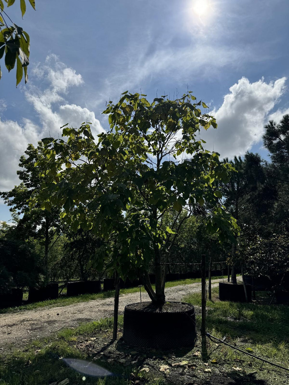 Catalpa bignonioides