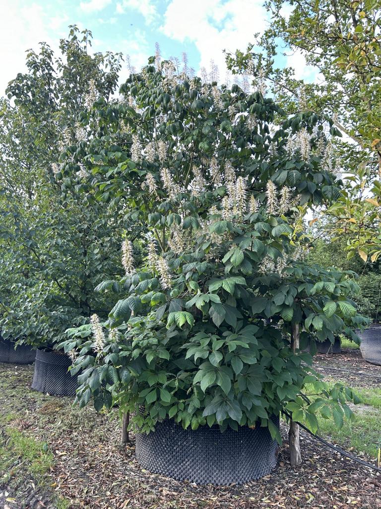 Aesculus parviflora