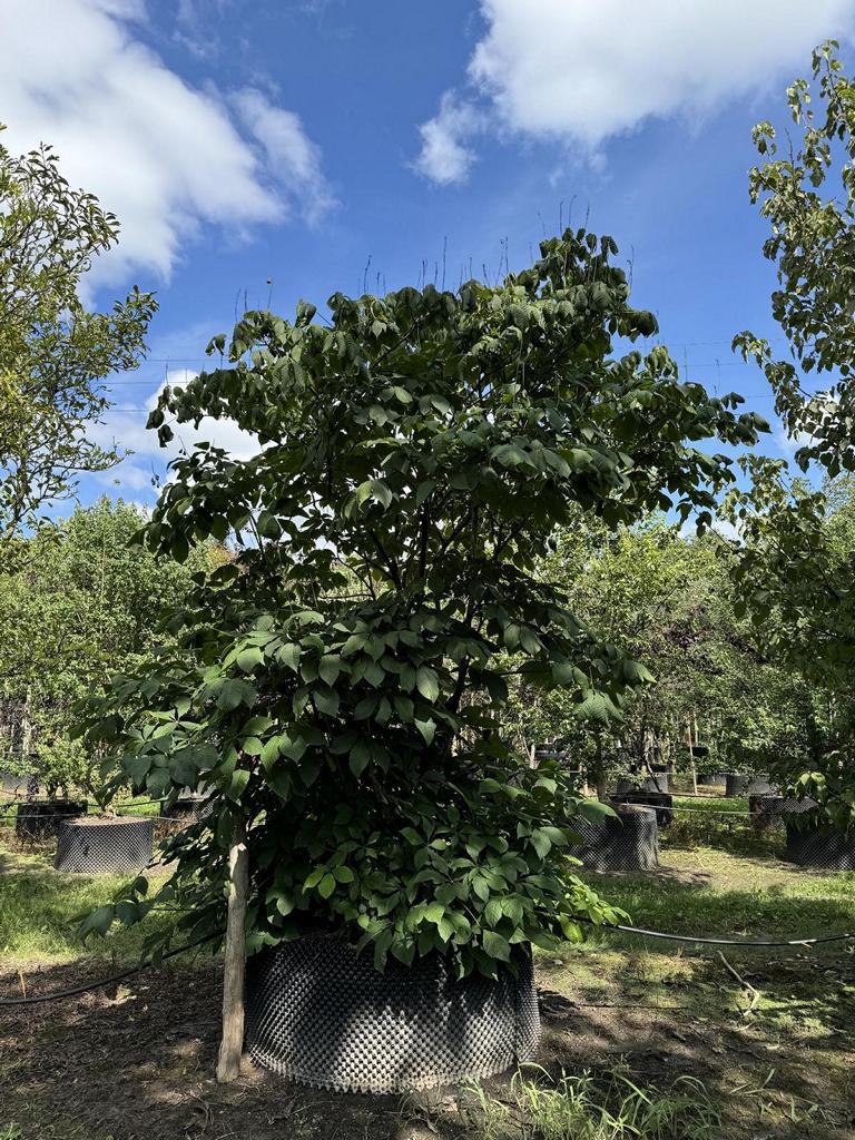 Aesculus parviflora