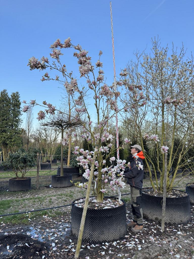 Magnolia soulangeana (x)