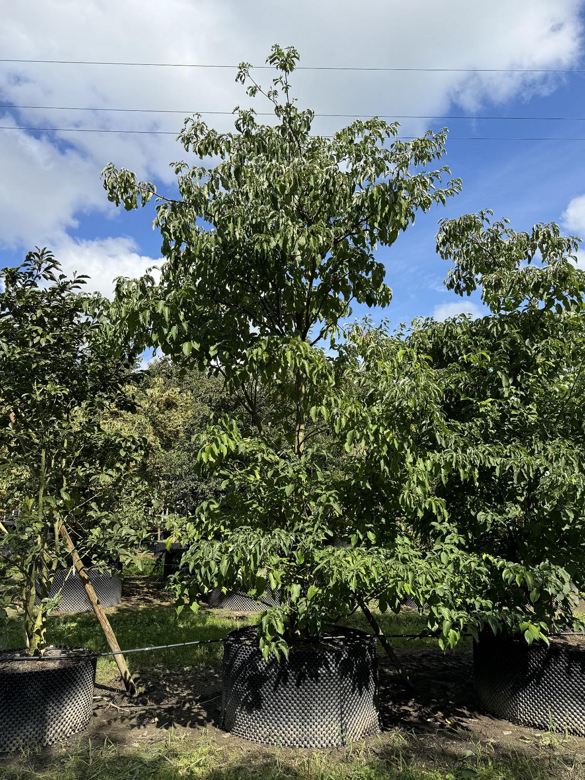 Cornus controversa