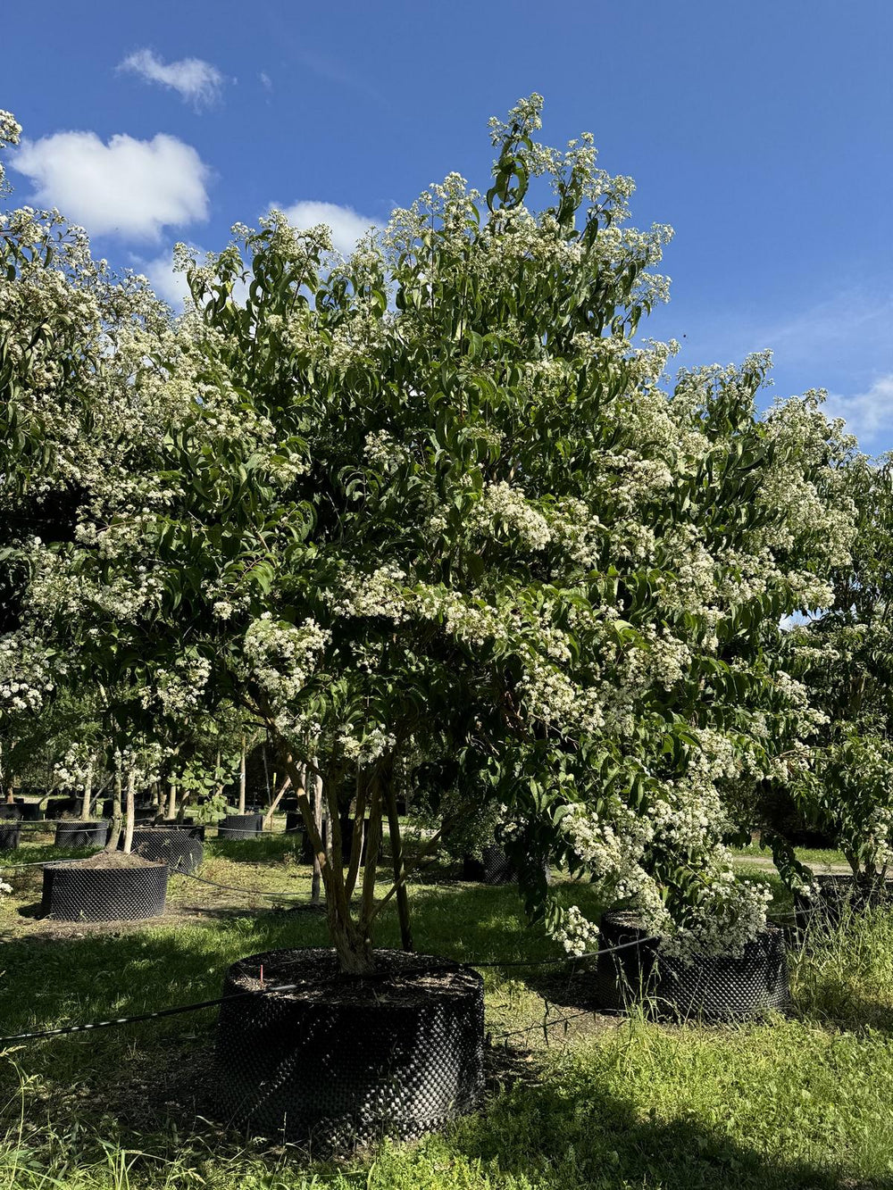 Heptacodium miconioides Schirmform