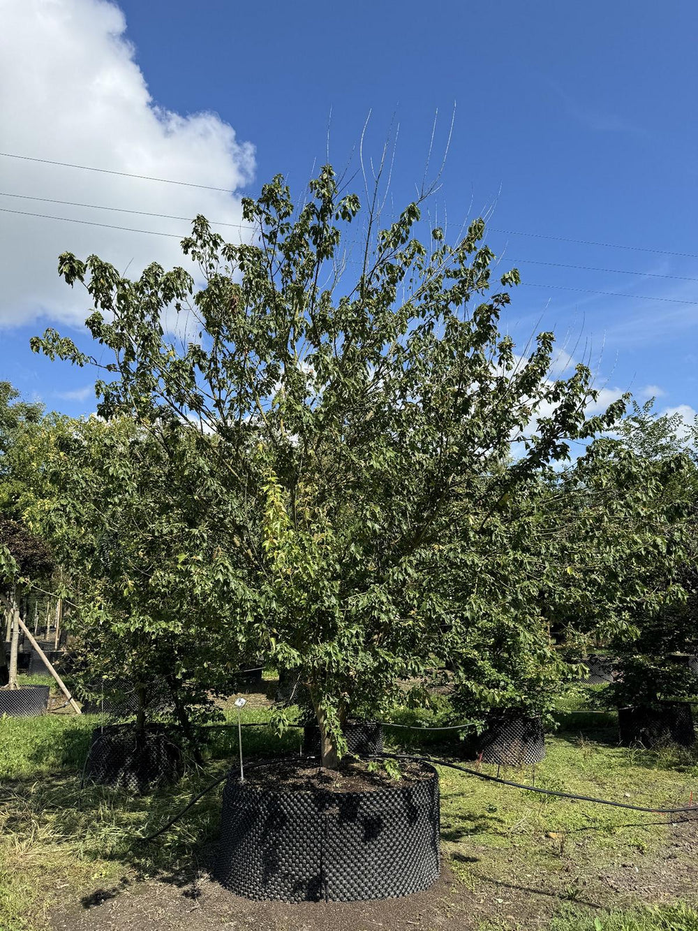 Acer buergerianum