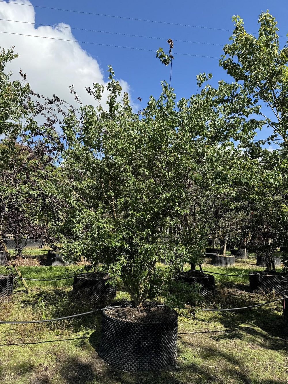 Acer buergerianum