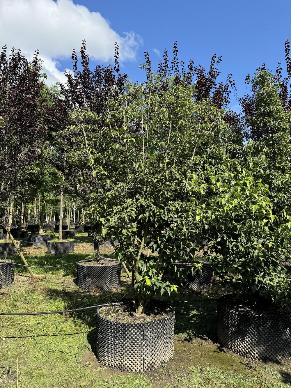 Cornus kousa 'China Girl'