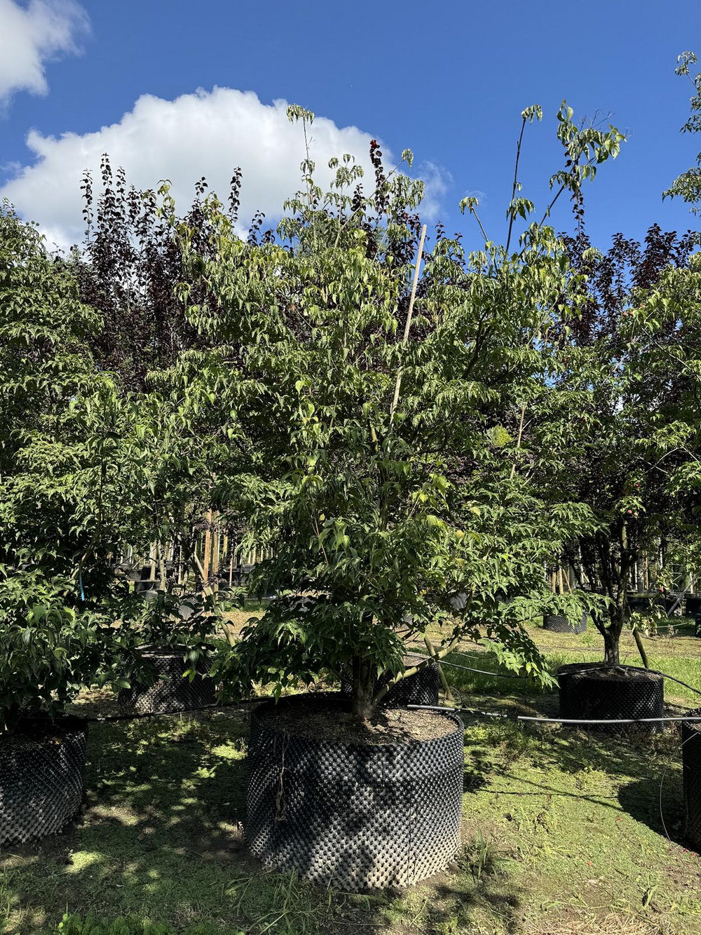 Cornus kousa 'Milky Way'