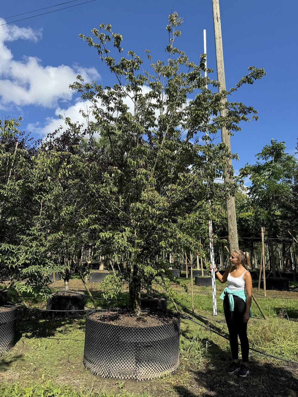 Cornus kousa var. chinensis