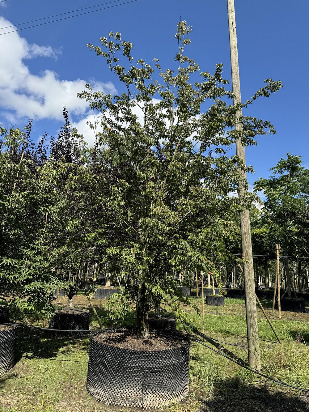 Cornus kousa var. chinensis