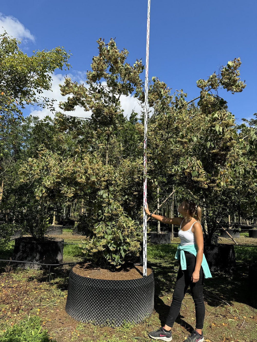 Tilia henryana