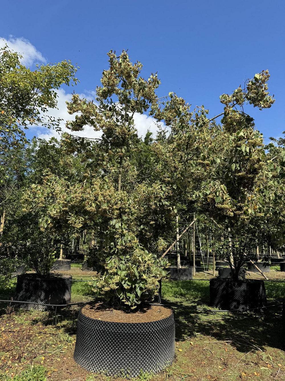 Tilia henryana