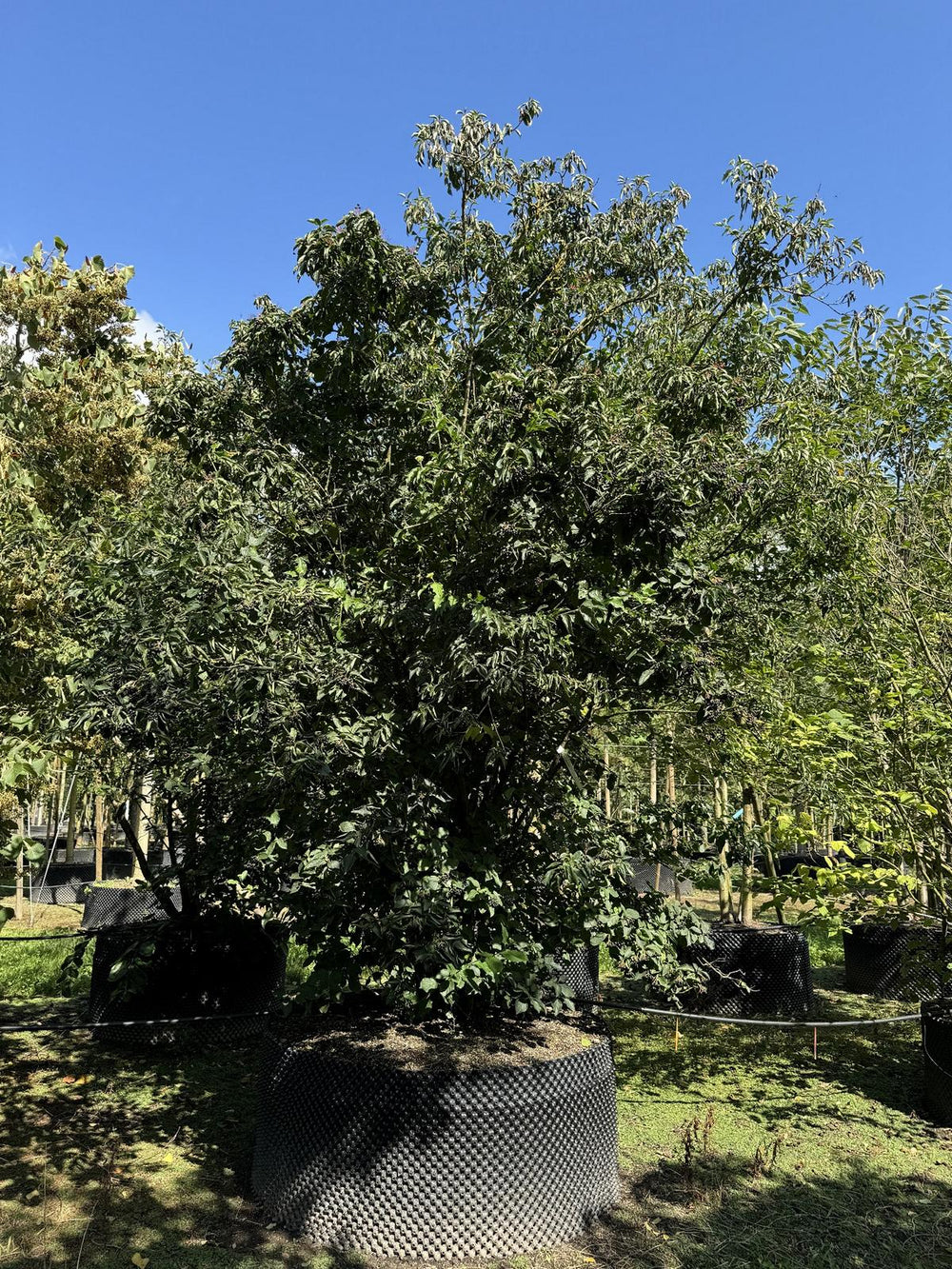 Cornus sanguinea