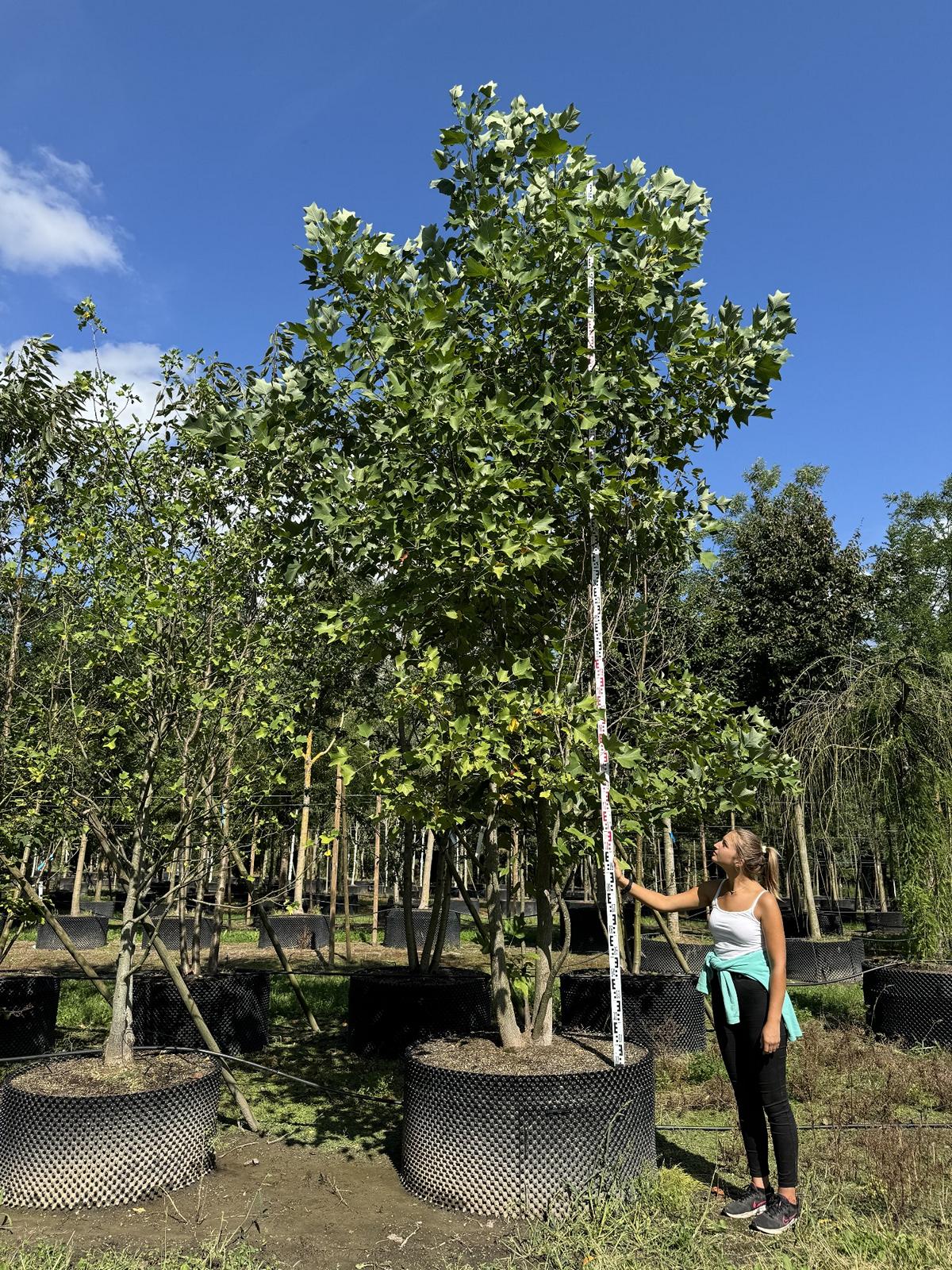 Liriodendron tulipifera