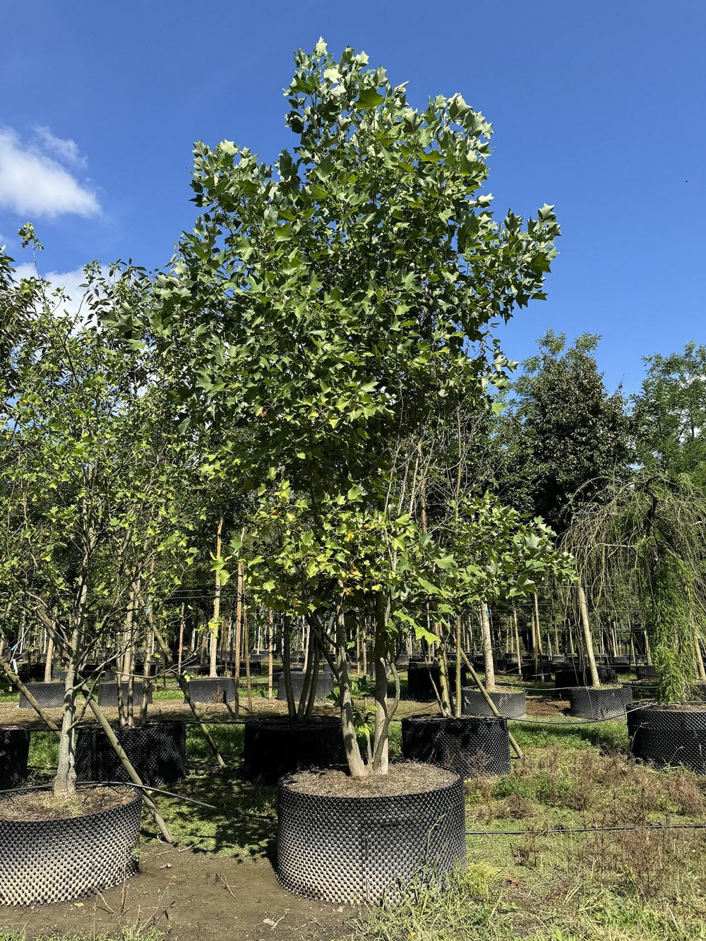 Liriodendron tulipifera