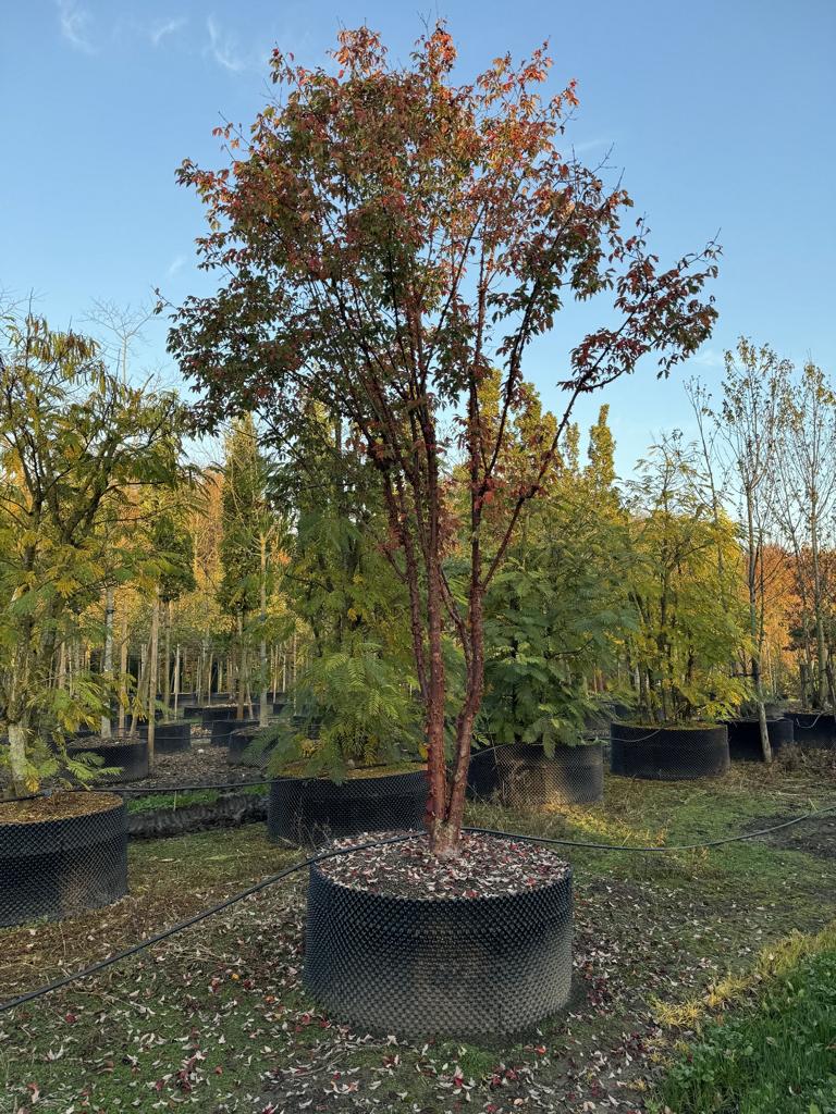 Acer griseum