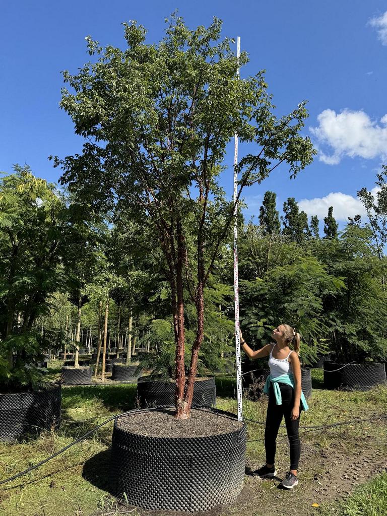 Acer griseum