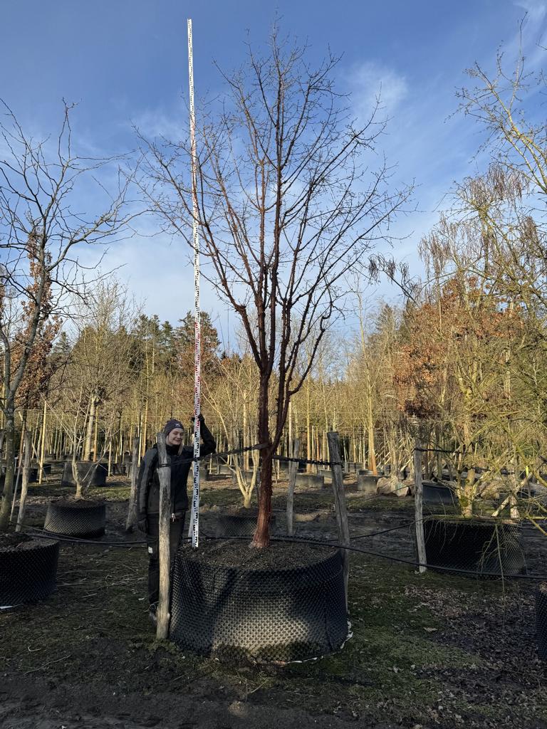 Acer griseum