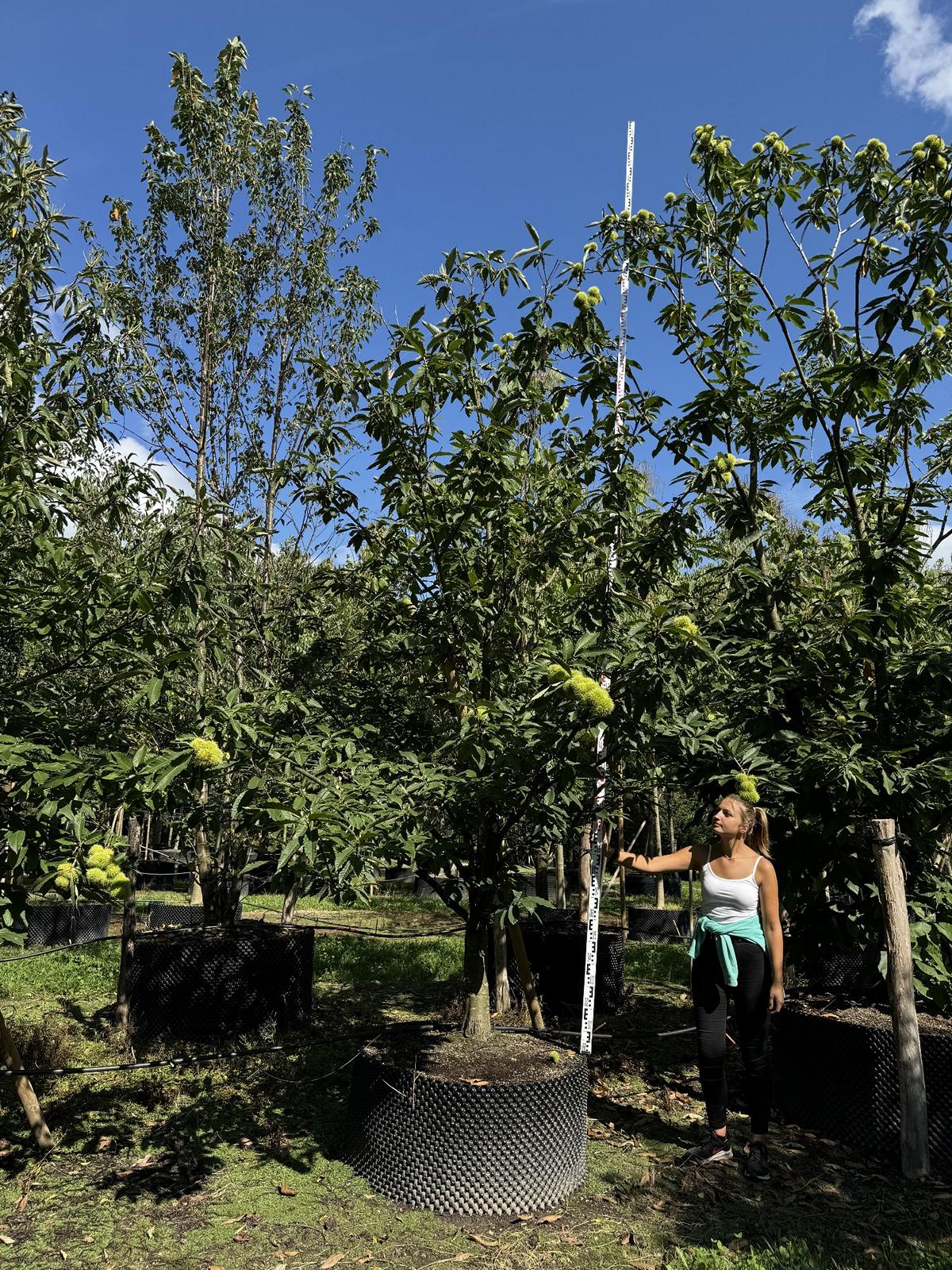 Castanea sativa