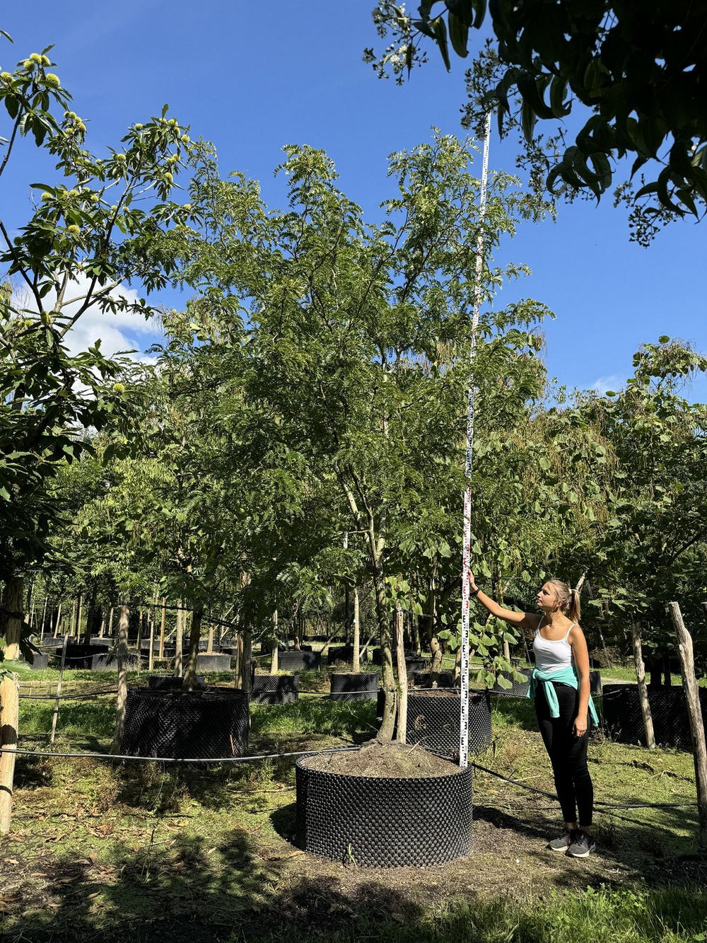 Gleditsia triacanthos 'Sunburst'