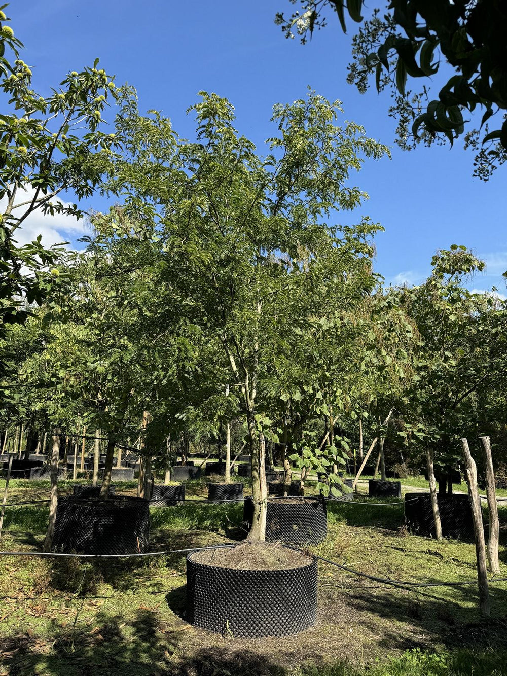 Gleditsia triacanthos 'Sunburst'