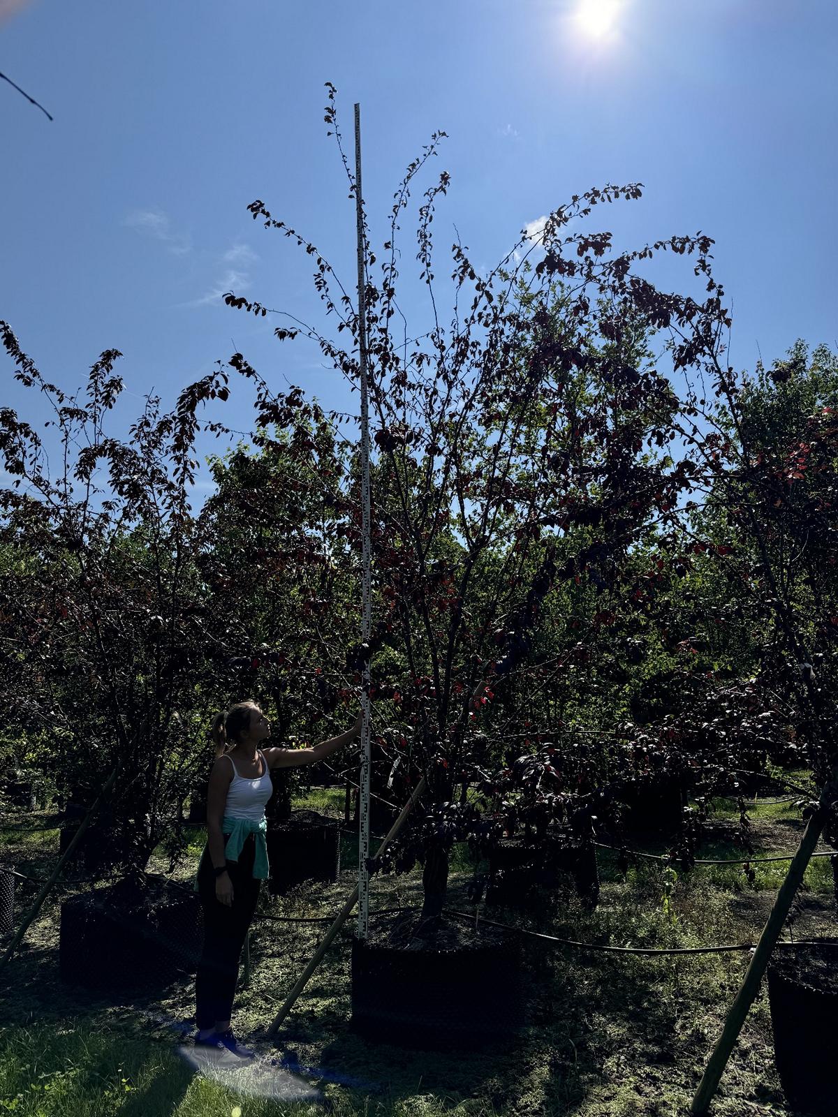 Prunus 'Trailblazer'