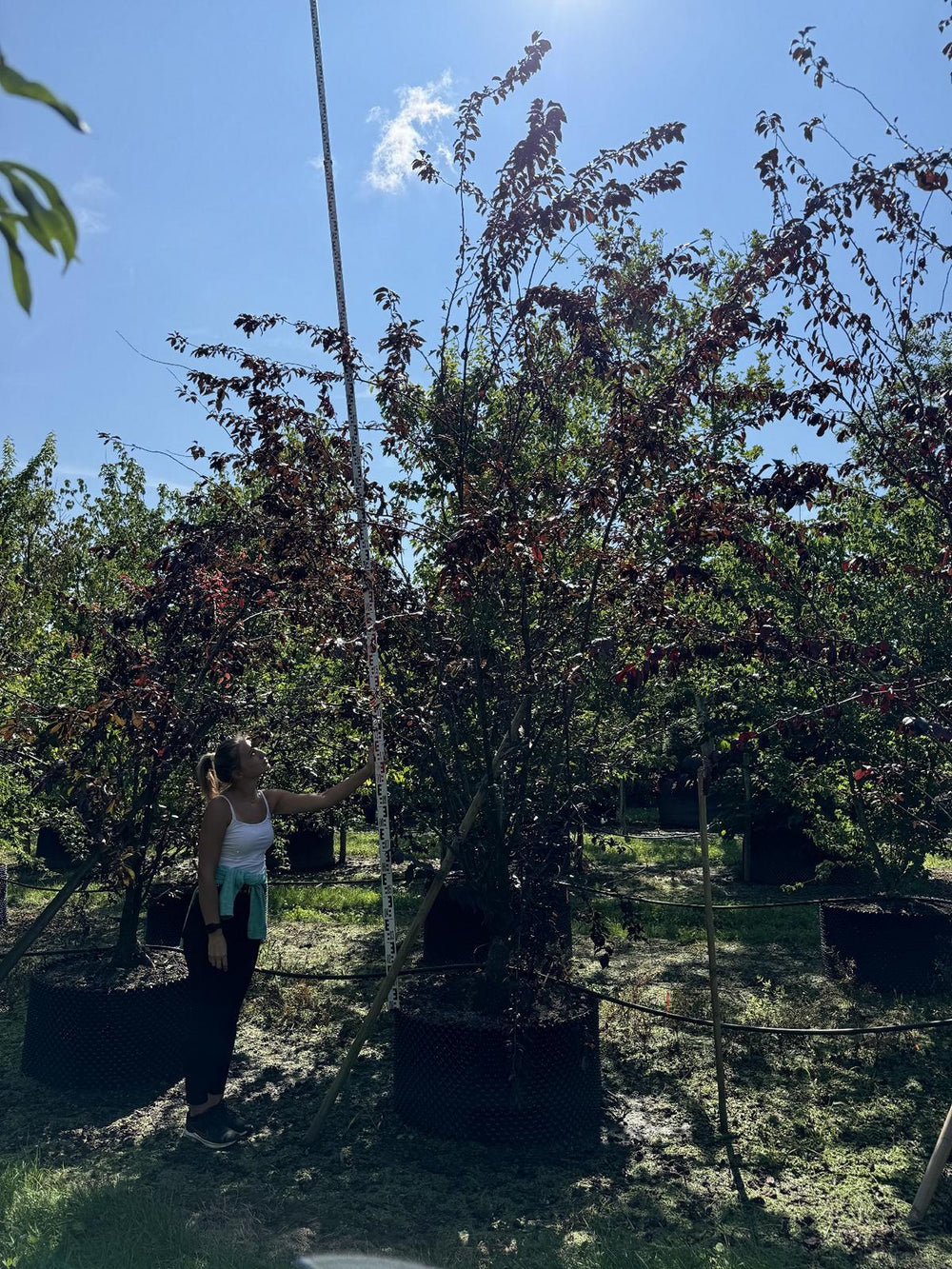 Prunus 'Trailblazer'