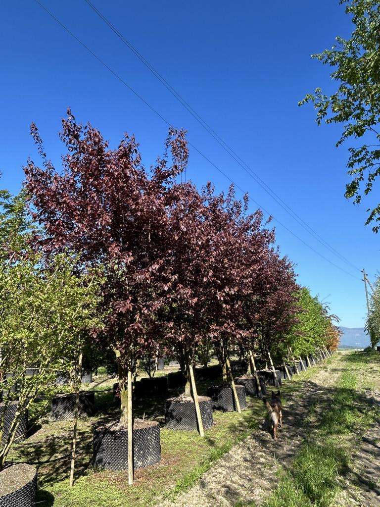 Prunus 'Trailblazer'