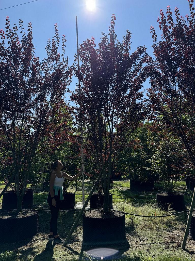 Prunus cerasifera 'Woodii'