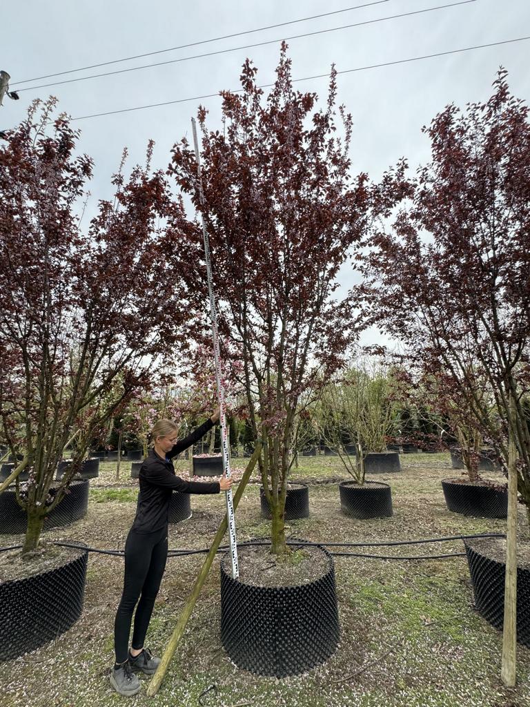 Prunus cerasifera 'Woodii'