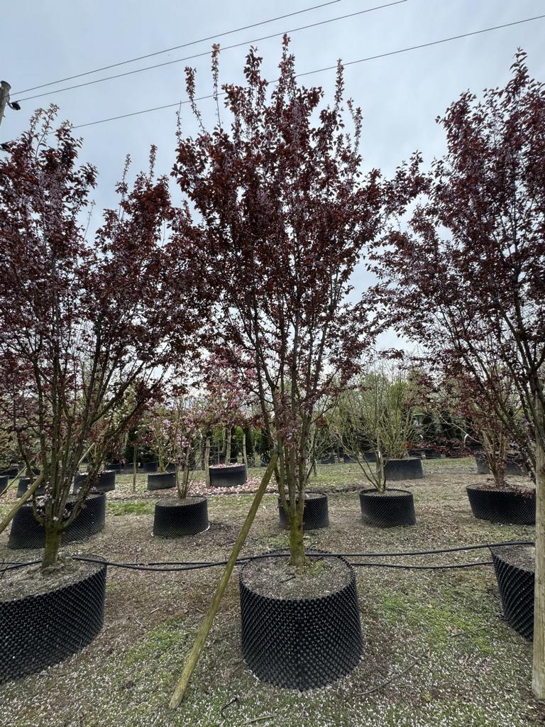 Prunus cerasifera 'Woodii'