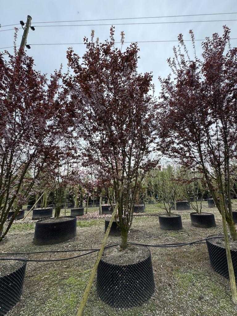 Prunus cerasifera 'Woodii'