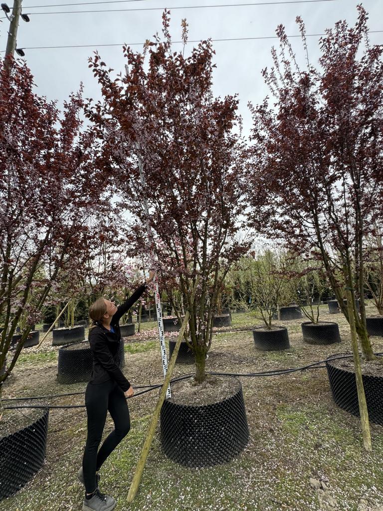 Prunus cerasifera 'Woodii'