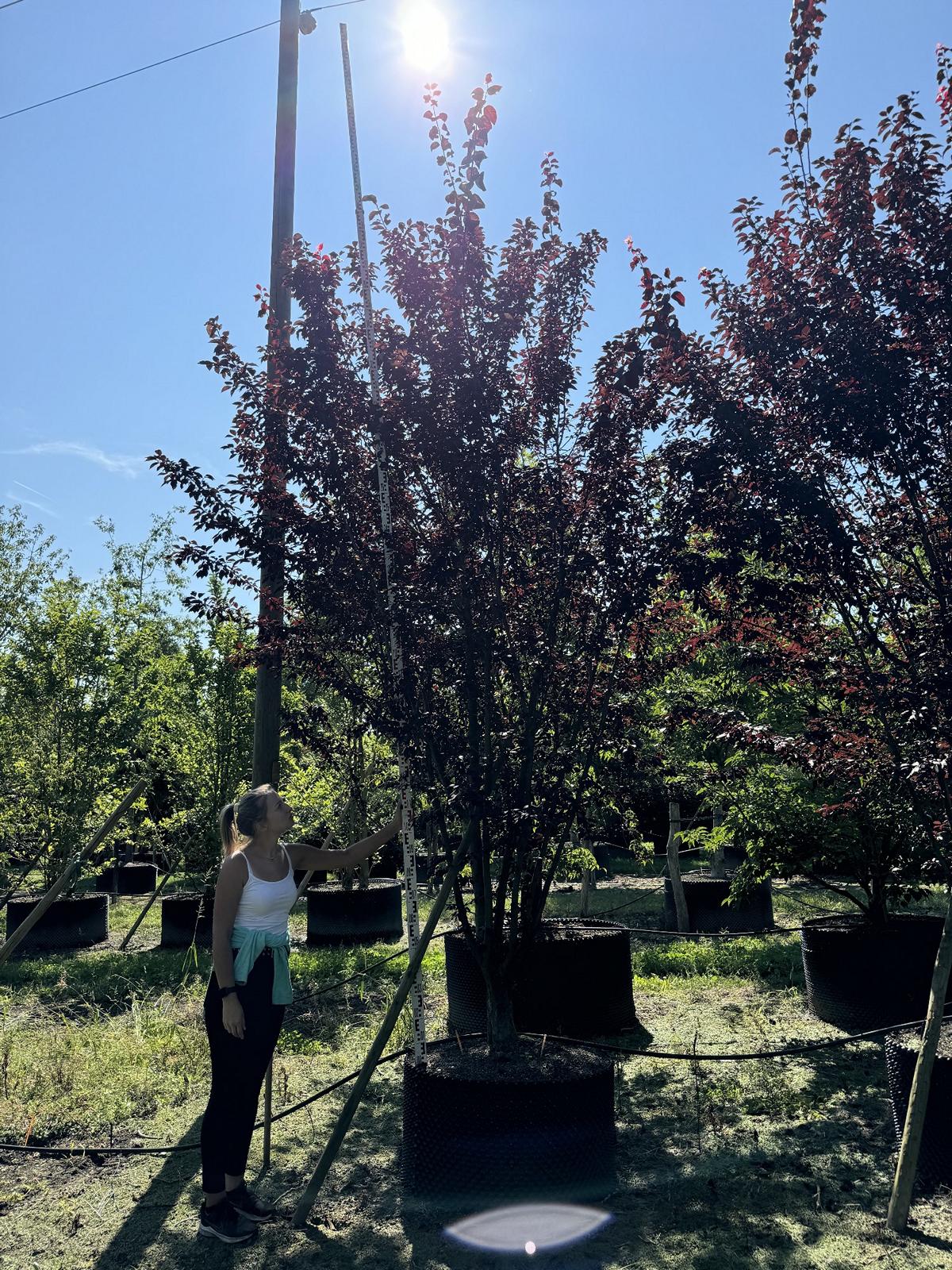 Prunus cerasifera 'Woodii'