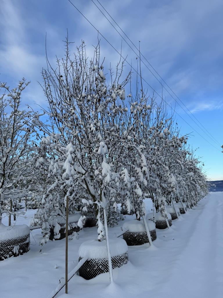 Prunus cerasifera 'Woodii'