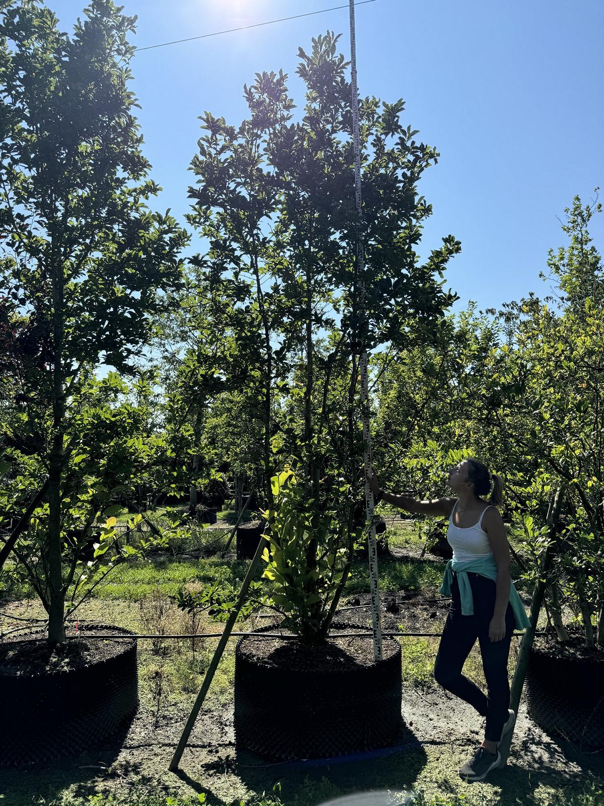 Magnolia stellata 'Royal Star'