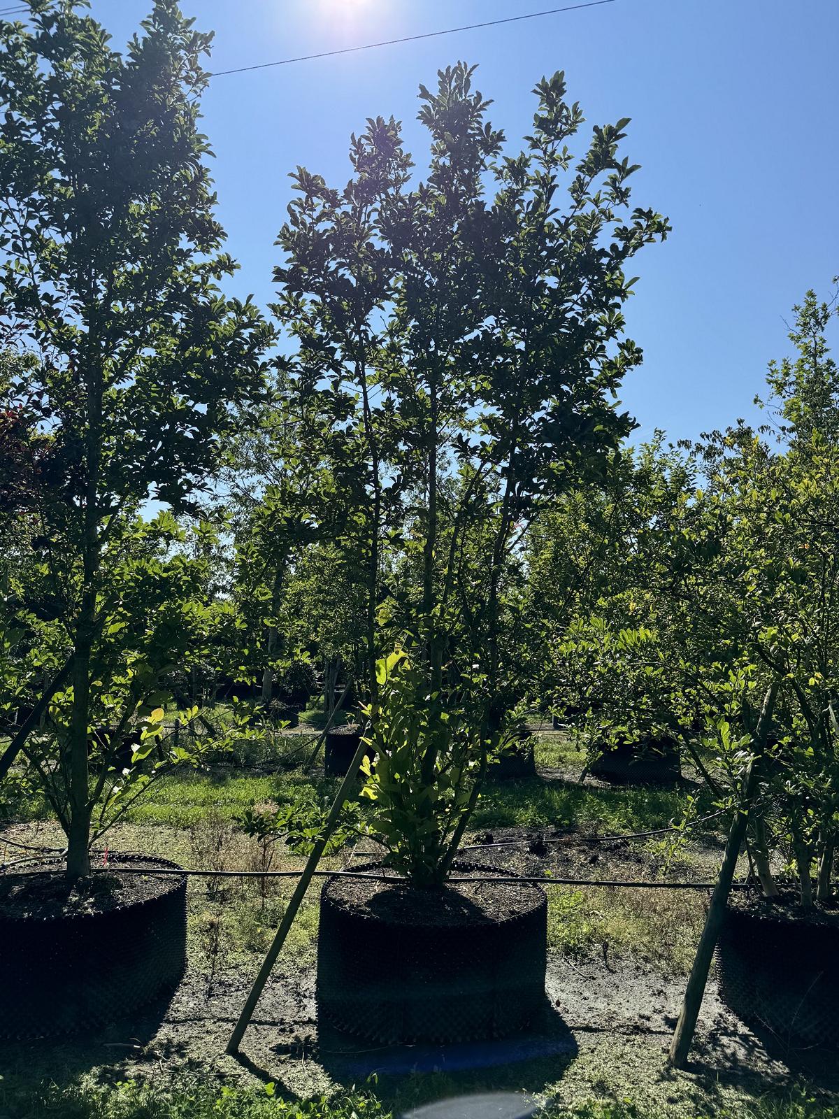 Magnolia stellata 'Royal Star'