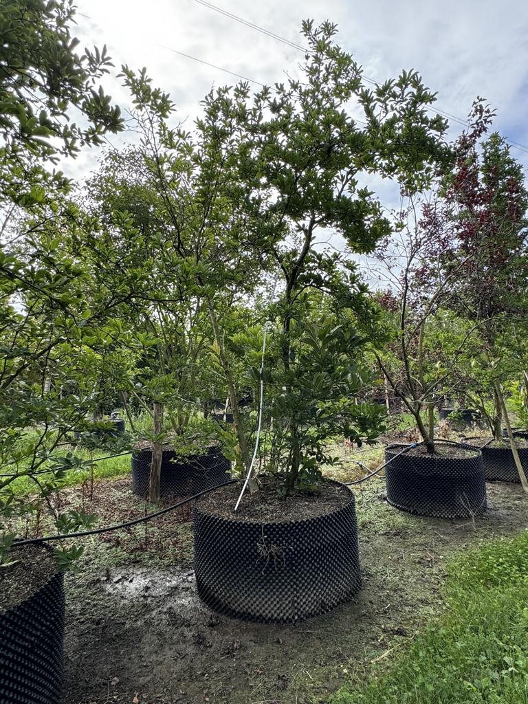 Magnolia stellata 'Rosea'