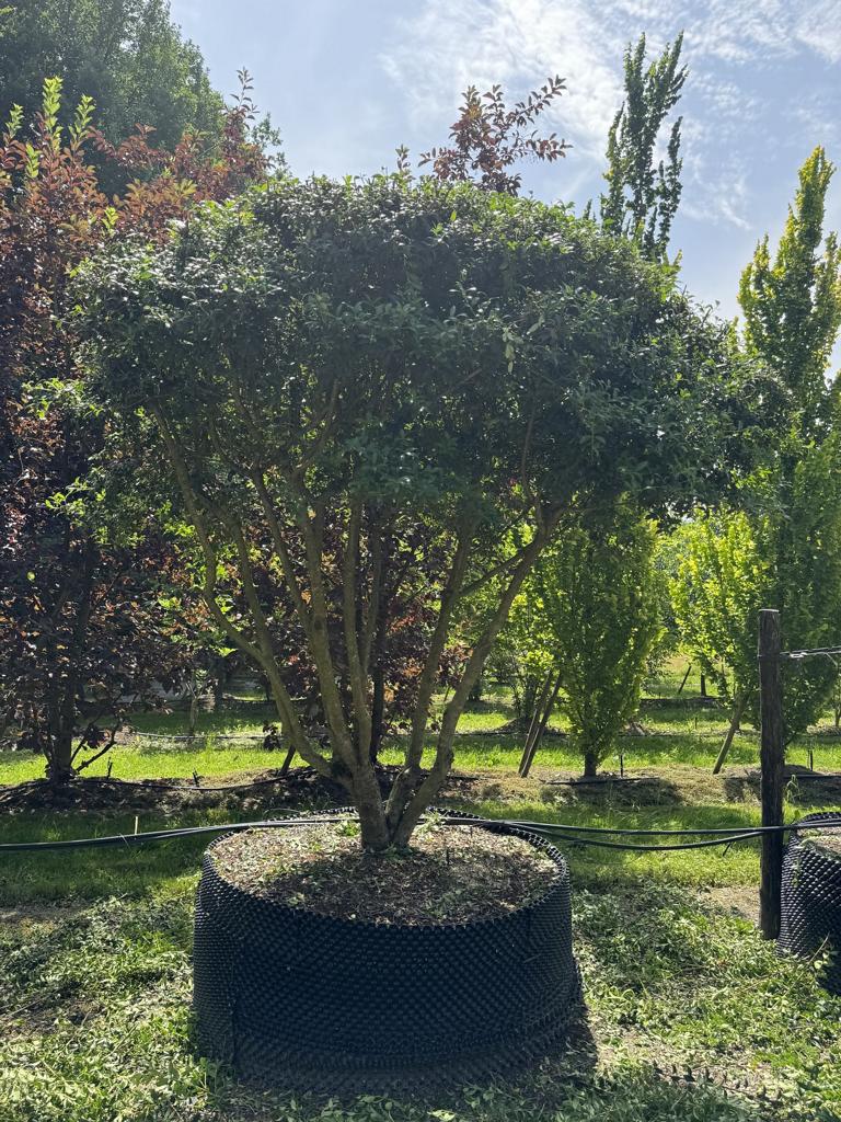 Osmanthus burkwoodii (x) Schirmform