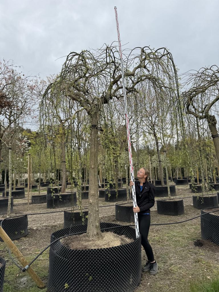 Styphnolobium japonicum 'Pendula'